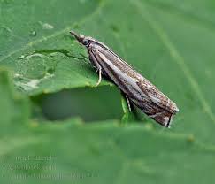 Attēlu rezultāti vaicājumam “Crambus lathoniellus”
