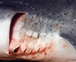 Image result for Notorynchus cepedianus