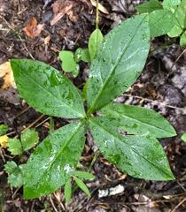Attēlu rezultāti vaicājumam “Stellaria crassifolia leaf”