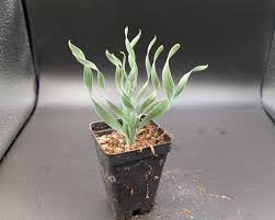 Attēlu rezultāti vaicājumam “Conardia compacta”