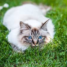 Afbeeldingsresultaat voor katten