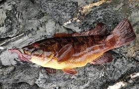 Image result for Labrus bergylta