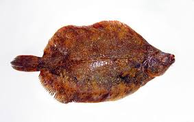 Image result for Microstomus kitt