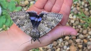 Attēlu rezultāti vaicājumam “Catocala fraxini”