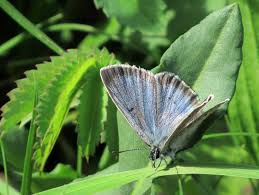Attēlu rezultāti vaicājumam “Maculinea teleius underside”