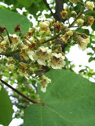 Attēlu rezultāti vaicājumam “Catalpa ovata fruit”