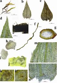 Attēlu rezultāti vaicājumam “Brachythecium salebrosum sporophyte”