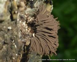 Attēlu rezultāti vaicājumam “Stemonitidaceae”