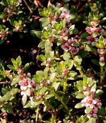 Attēlu rezultāti vaicājumam “Glaux maritima leaf”