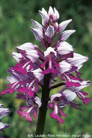Attēlu rezultāti vaicājumam “Orchis militaris flower”