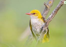 Attēlu rezultāti vaicājumam “Oriolus oriolus”