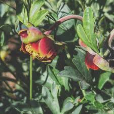 Attēlu rezultāti vaicājumam “Paeoniaceae”