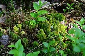 Attēlu rezultāti vaicājumam “Sphagnum wulfianum”