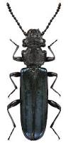 Attēlu rezultāti vaicājumam “Cucujidae”
