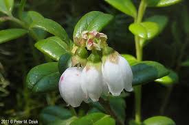 Attēlu rezultāti vaicājumam “Vaccinium vitis-idaea bud”