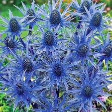 Attēlu rezultāti vaicājumam “Eryngium planum fruit”