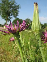 Attēlu rezultāti vaicājumam “Tragopogon heterospermus”