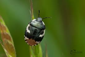 Attēlu rezultāti vaicājumam “Tritomegas bicolor imago”