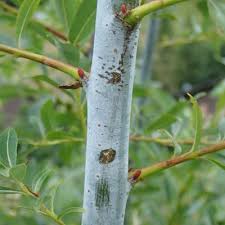 Attēlu rezultāti vaicājumam “Salix daphnoides subsp. acutifolia bud”