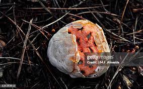Attēlu rezultāti vaicājumam “Clathrus ruber”