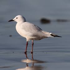 Image result for Chroicocephalus genei