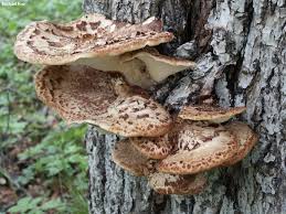 Attēlu rezultāti vaicājumam “Polyporus tuberaster”