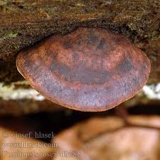 Attēlu rezultāti vaicājumam “Fomitopsis rosea”