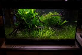 Attēlu rezultāti vaicājumam “Eleocharis acicularis”