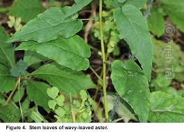 Attēlu rezultāti vaicājumam “Symphyotrichum x salignum leaf”