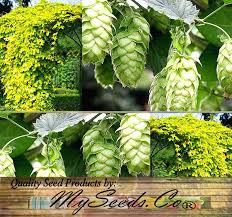 Attēlu rezultāti vaicājumam “Humulus lupulus”