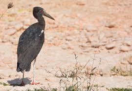 Attēlu rezultāti vaicājumam “Ciconiiformes”