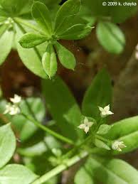 Attēlu rezultāti vaicājumam “Galium triflorum fruit”