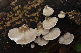 Attēlu rezultāti vaicājumam “Trametes ochracea”