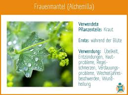Image result for Frauenmantel