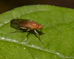 Attēlu rezultāti vaicājumam “Agrochola helvola imago”