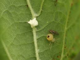 Attēlu rezultāti vaicājumam “Paidiscura pallens eggs”