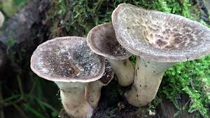 Attēlu rezultāti vaicājumam “Polyporus tuberaster”
