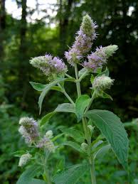 Attēlu rezultāti vaicājumam “Mentha longifolia”