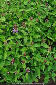 Attēlu rezultāti vaicājumam “Prunella vulgaris flower”