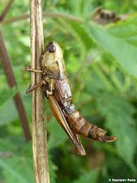 Attēlu rezultāti vaicājumam “Entomophaga grylli”