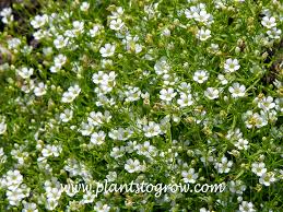 Attēlu rezultāti vaicājumam “Gypsophila muralis flower”
