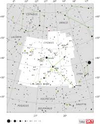Image result for Cygnus cygnus