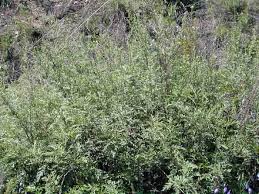 Image result for Artemisia gmelinii