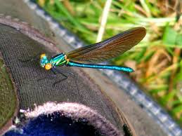 Attēlu rezultāti vaicājumam “Calopteryx virgo male”