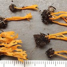 Attēlu rezultāti vaicājumam “Ramariopsis crocea”