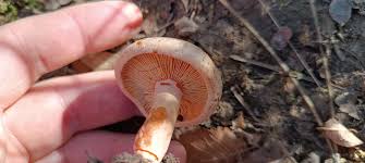 Attēlu rezultāti vaicājumam “Lactarius”