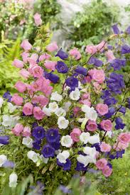 Image result for Glockenblumen