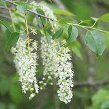 Attēlu rezultāti vaicājumam “Prunus serotina flower”