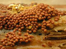 Attēlu rezultāti vaicājumam “Trichia contorta”