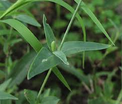 Attēlu rezultāti vaicājumam “Silene vulgaris leaf”
